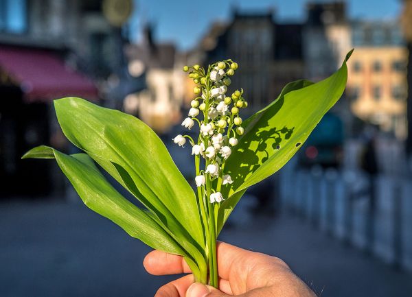 France: Les fleuristes finalement autorisés à vendre du muguet