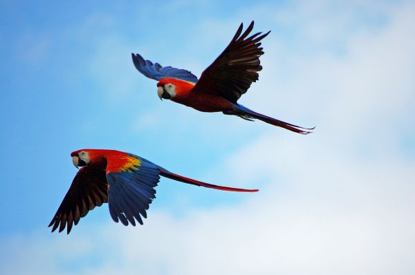 Un virus fait tomber des oiseaux du ciel en Australie