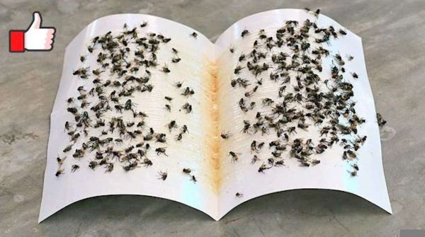 Comment Fabriquer Un Ruban Attrape-Mouches Efficace Et Naturel.