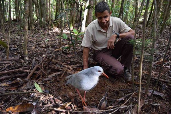 [VIDÉO] Les cagous sont de plus en plus nombreux à la rivière Bleue