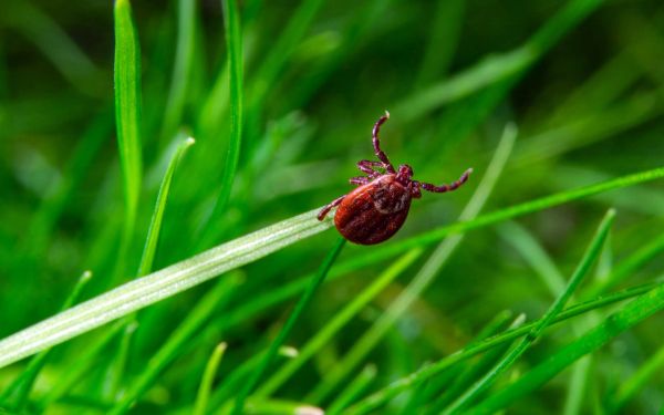 Découverte de nouvelles espèces de tiques et d'agents pathogènes en France
