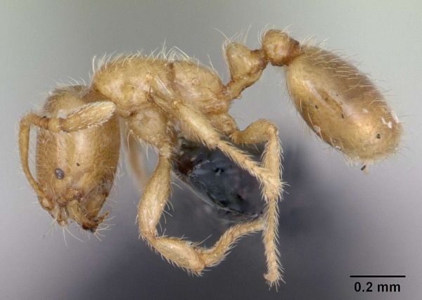 Les fourmis voleuses décimeraient les autres populations de fourmis