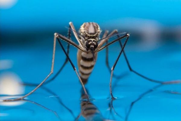 Dengue : l'épidémie se propage en Guyane
