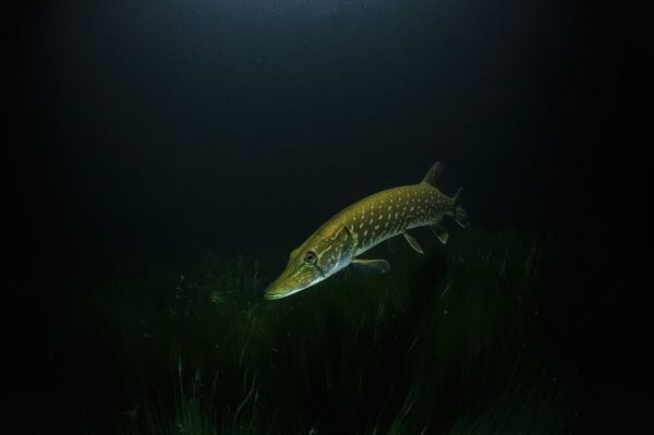 Quand Pêcher Le Brochet En 2020 ? Guide Ultime De La Pêche