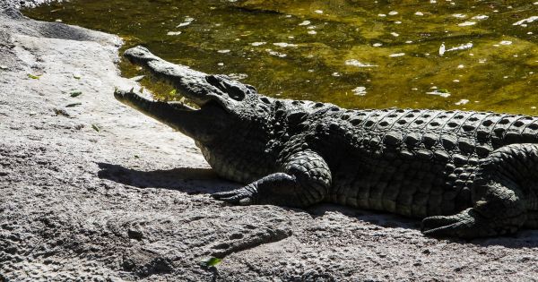 Les ancêtres des crocodiles auraient marché sur deux pattes