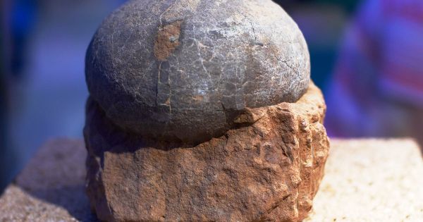 L'énorme œuf vieux de 66 millions d'années trouvé en Antarctique appartenait à un reptile géant