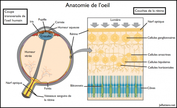 Anatomie de l'oeil