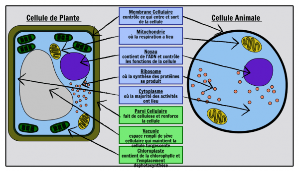 Différence entre la cellule animale et la cellule végétale