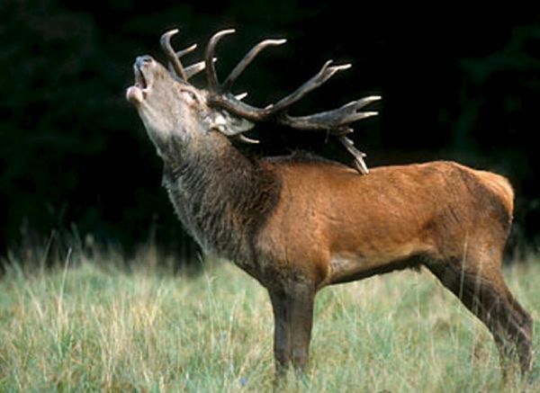 Le nom des cris des animaux