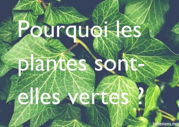 Pourquoi les plantes sont-elles vertes ?