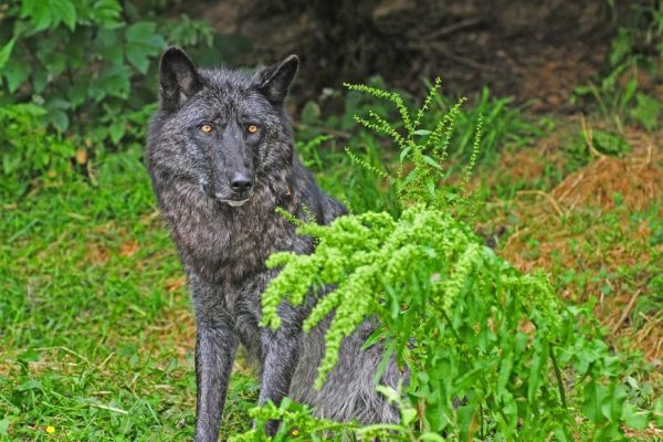 C'est confirmé : un loup est présent en Seine-Maritime