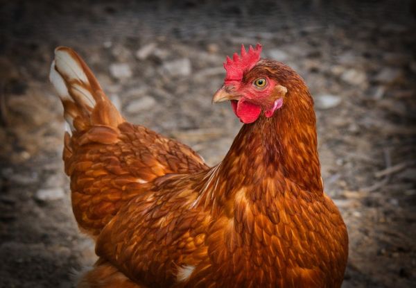 Liban: De la viande avariée de poulet retirée du marché