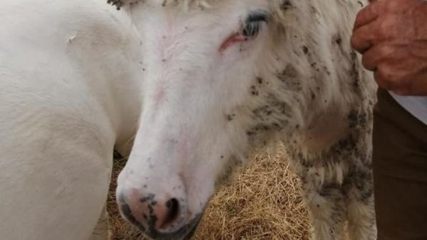 Occitanie : qui en veut à l'âne albinos Pompon, retrouvé dans son pré, tondu ?