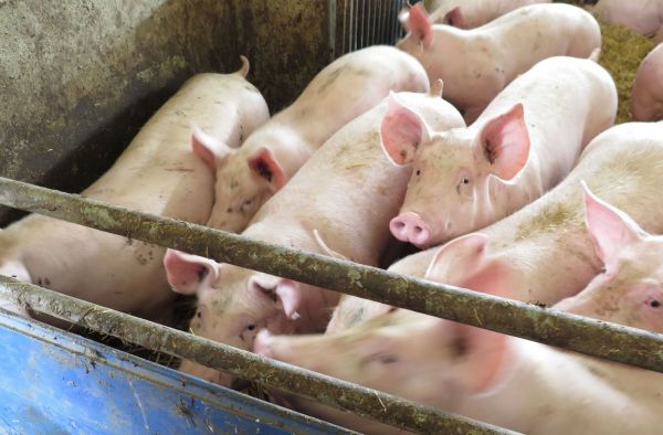 Côtes-d'Armor : 1400 porcs tués dans l'incendie d'un bâtiment d'élevage