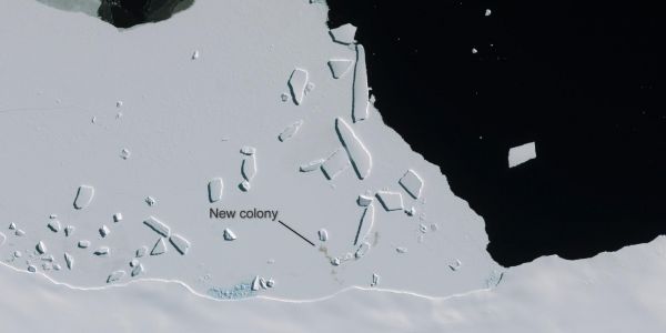 Des images satellites révèlent qu'il existe plus de manchots empereurs qu'on ne le pensait