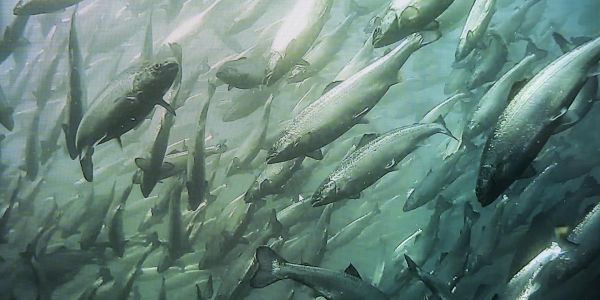 Plainte pour pollution contre Nestlé après la mort de milliers de poissons dans une rivière des Ardennes