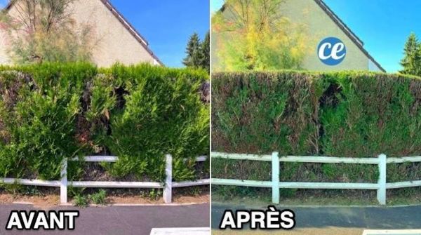 Quand et Comment Bien Tailler une Haie de Thuyas ? Les Astuces de Jardinier.