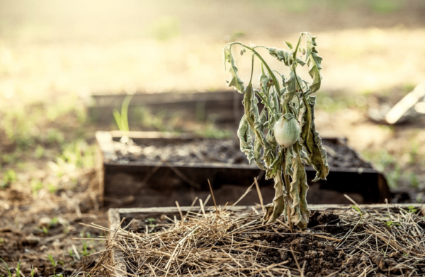 Jardin et potager : 6 conseils pour réparer les dégâts de l’été