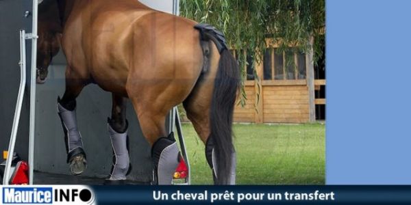 Transport des chevaux pour la 16e journée
