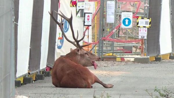 Oise : un cerf traqué par un équipage de chasse à courre trouve refuge dans un chantier