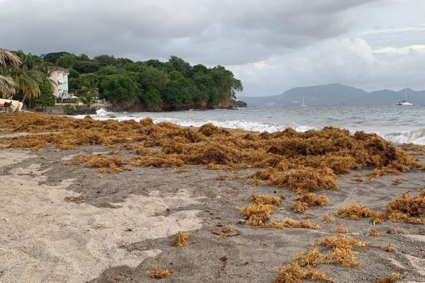 Une forte houle touche la Martinique, conséquence de l'ouragan Teddy