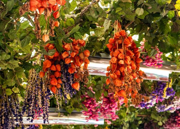 Séchage des Fleurs - Méthode pour Faire Sécher ses Fleurs Soi-même | Maison | Remèdes de Grand-Mère