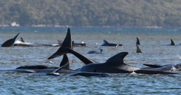 Près de 500 baleines échouentsur l'île australienne de Tasmanie
