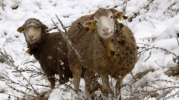 Plus de 6000 moutons et vaches piégés par la neige en Savoie
