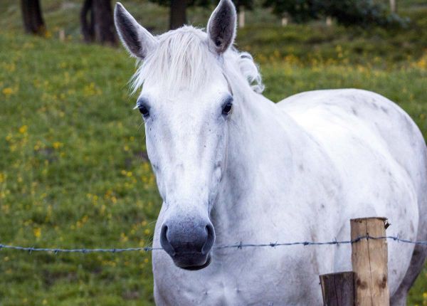 Hypergranulation chez le cheval : Les bonnes et mauvaises plaies | Remèdes Naturels pour Animaux