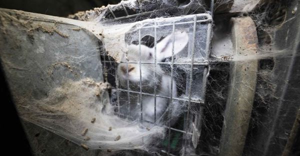 L214 : les terribles conditions de vie de 40 000 lapins d’un élevage du Morbihan