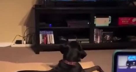 Un chien se fait une grosse frayeur devant Apex legends