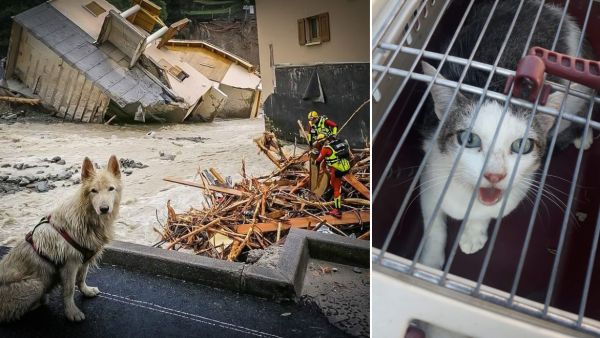 Mobilisation des secouristes et de bénévoles pour retrouver les animaux disparus après la tempête Alex