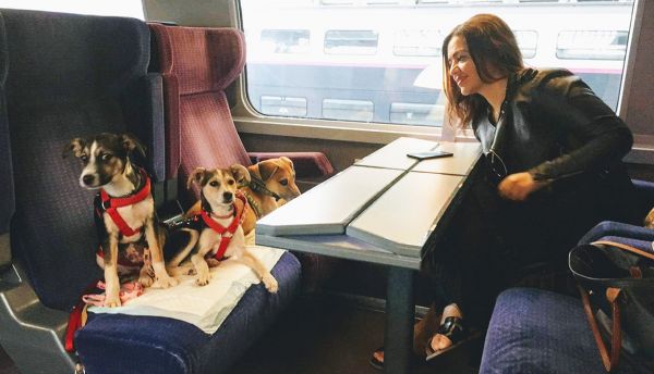 Les « anges du Rail » accompagnent des animaux abandonnés vers leur famille d'adoption !