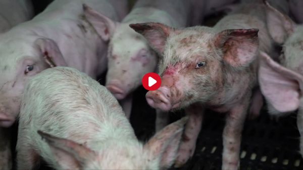 L'insoutenable martyre des cochons dans un élevage intensif en Auvergne