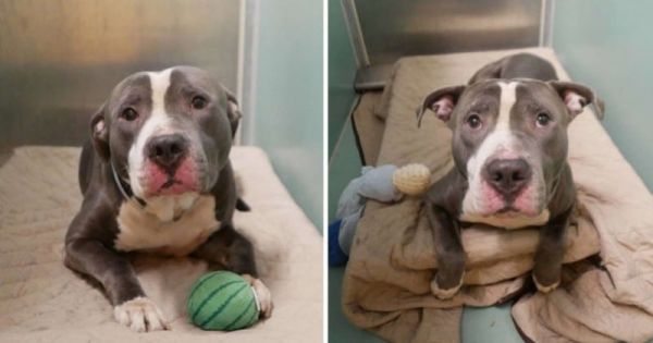 Un couple abandonne son chien dans un refuge après l'arrivée de son cinquième enfant