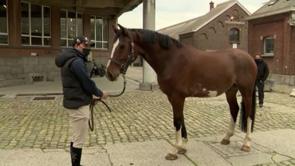 Comment les chevaux de la cavalerie fédérale sont-ils sélectionnés ?