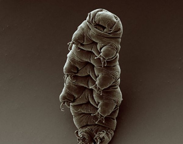 Une nouvelle espèce de tardigrade a été découverte en Inde, et elle est immunisée contre les UV