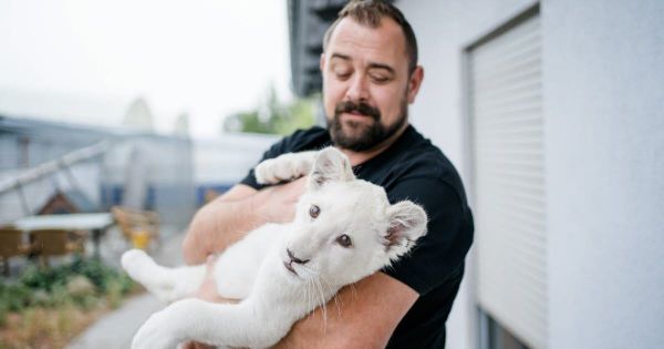 Lea, le petit lion blanc rescapé, va quitter Landau