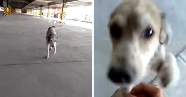 Ce chien qui avait disparu pendant des mois s'est mis à pleurer quand son propriétaire l'a enfin retrouvé