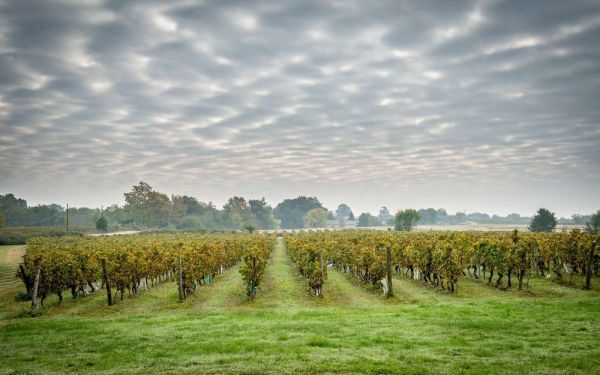Covid-19, taxes et Brexit, le cocktail gueule de bois du vin français