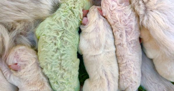 Ce chiot est né avec un pelage vert et ses humains l’ont appelé Pistachio