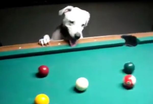 Ce chien est un vrai as du billard, il joue beaucoup mieux que certaines personnes !