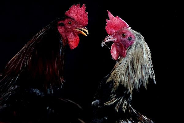 Un coq sectionne l'artère fémorale d'un policier et le tue