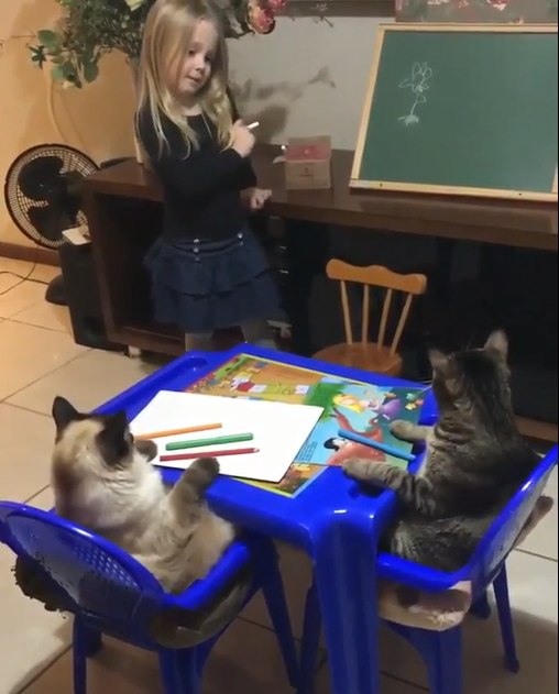 Covid 19 oblige : les chats se mettent aussi à l’école à la maison