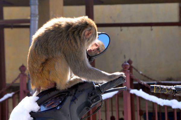 Une ville entière terrorisée par des singes en Inde
