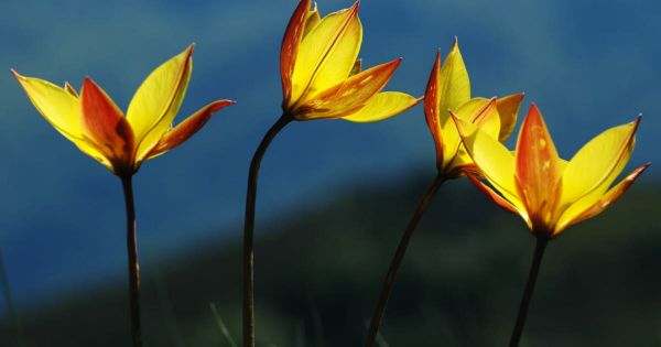Tulipe australe : la version sauvage de la tulipe