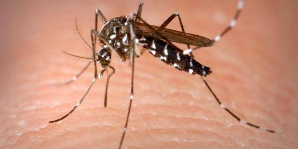 Cas de dengue sur la Côte d'Azur: dans certaines communes les habitants ne peuvent plus faire don de leur sang