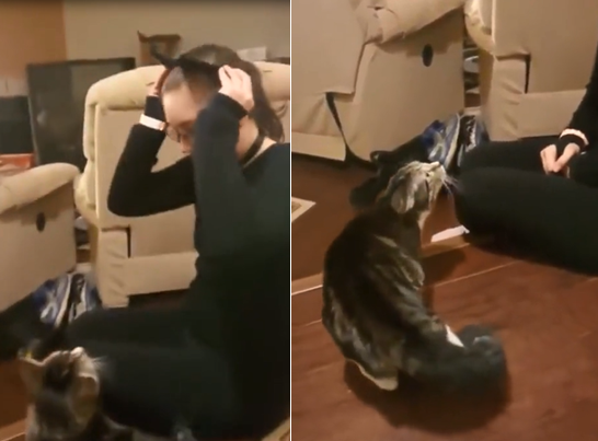Ce chat ne reconnaît pas sa maitresse déguisée en catwoman