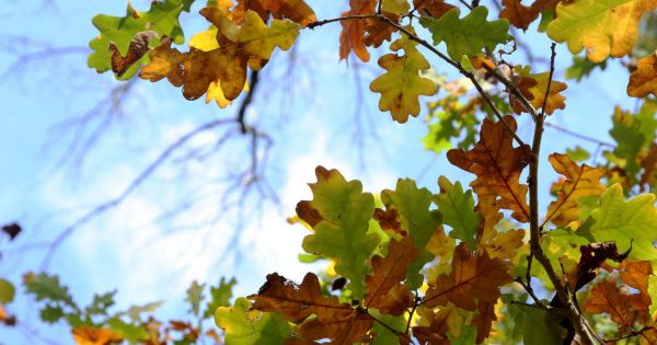 Soleil et douceur : la météo de ce samedi en Lorraine et Franche-Comté