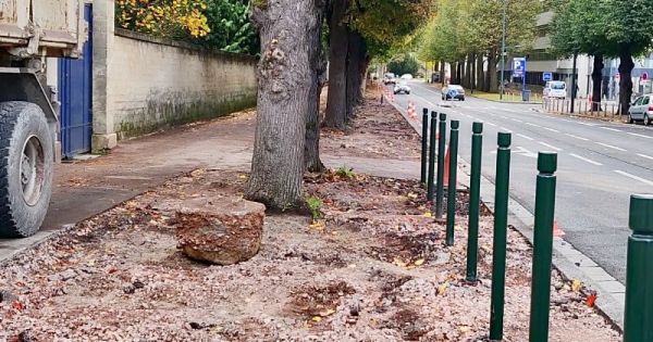 À Caen, la municipalité décide de retirer le bitume autour des arbres pour redonner ses droits à la nature